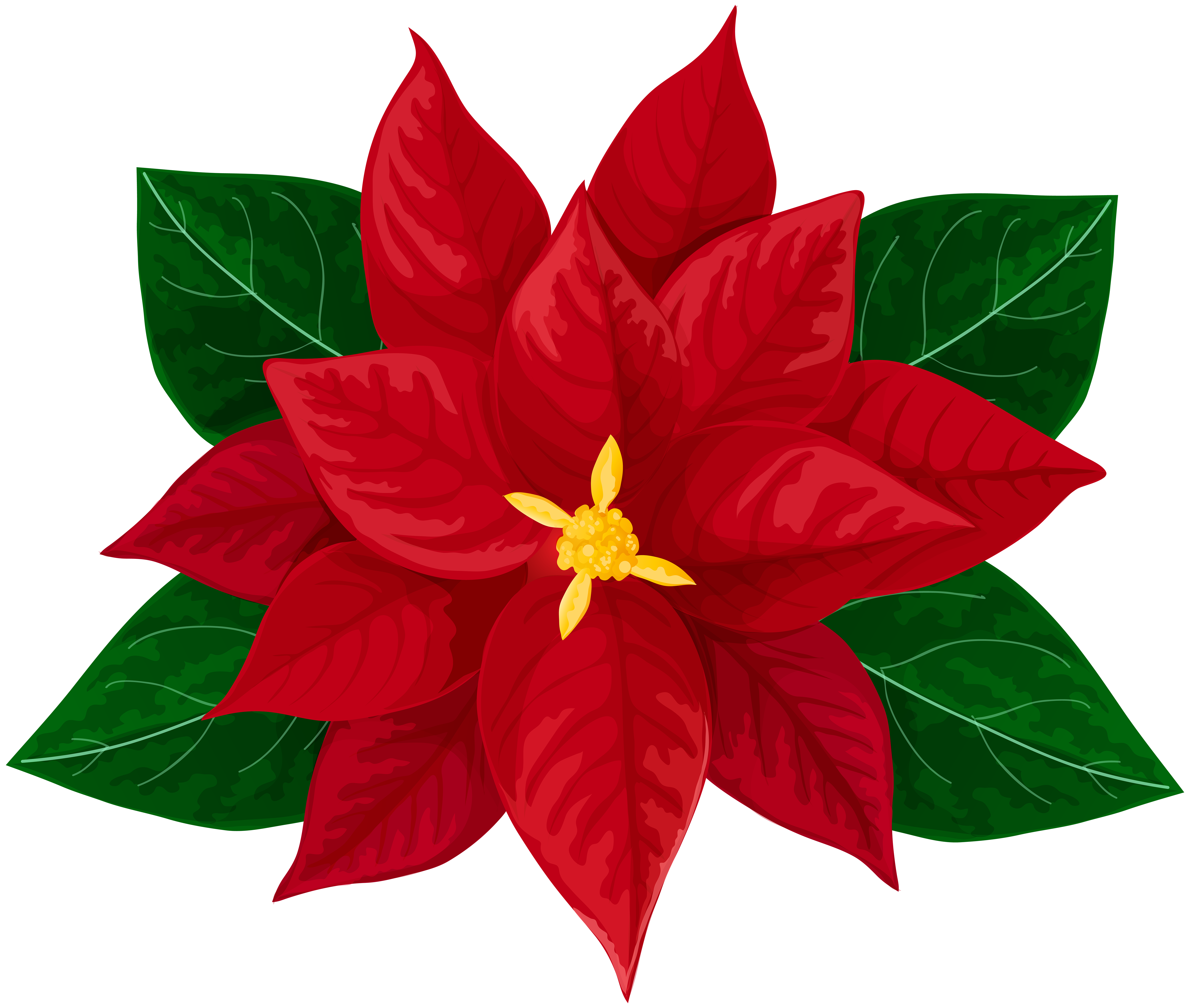 1 Best Ideas For Coloring Poinsettia Flowers Drawings